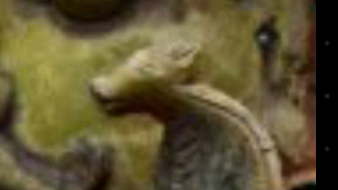 Mandela Affected You're Right The Snakes Are Changing! Shiva's Snakes Now Has A Cow Head!