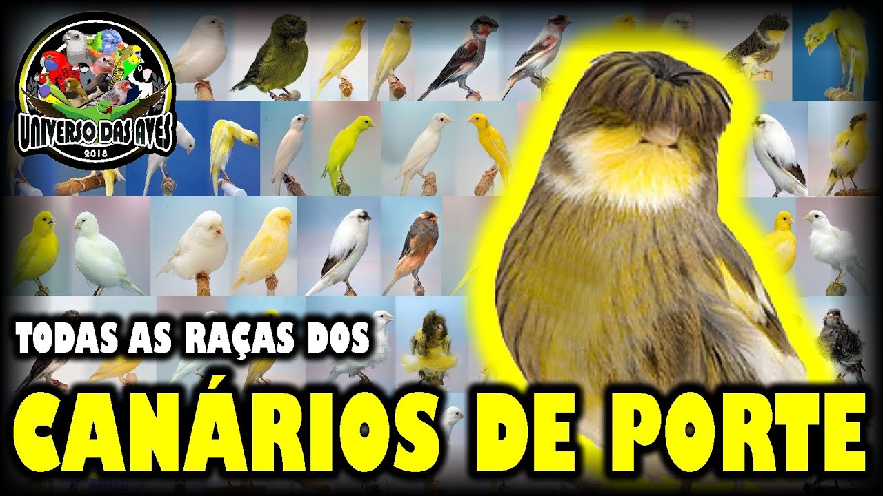 CANÁRIOS DE PORTE - CONHEÇA TODAS AS RAÇAS E VARIEDADES DA ESPÉCIE!