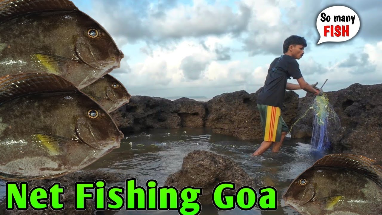 Traditional Net Trap Fishing Adventure in the Sea Ponds of Goa | Hunting Fishing & Cooking | Part 1