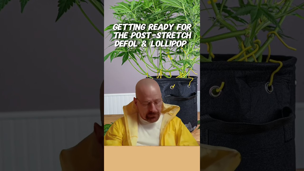 One of the most important steps in cultivating Big BUDS 🤩