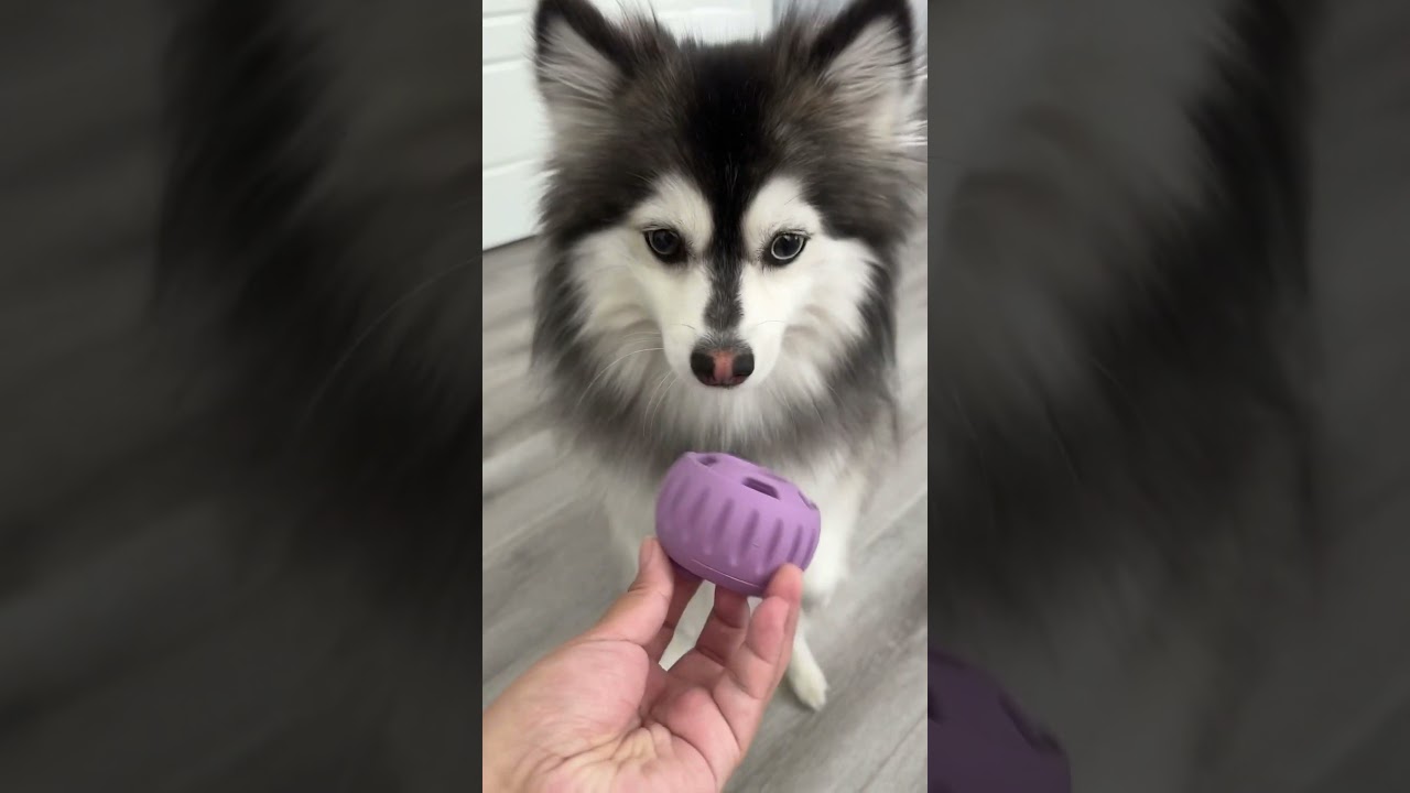 Pupsicle time #dance #challenge #pomsky #pomsky