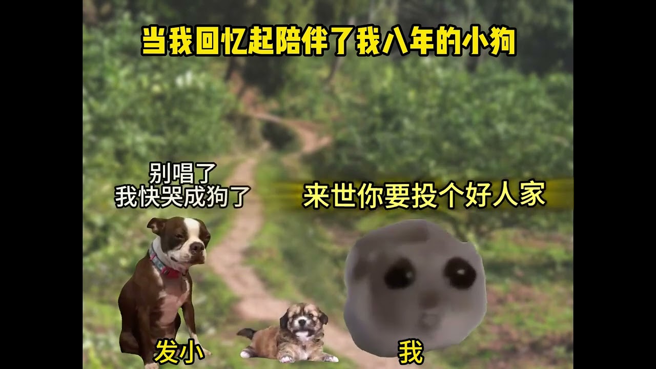 “后来呀，小土坡上长满了狗尾草，你一靠近它就轻轻地摇”#狗儿要听狗儿歌 #真实还原 #猫meme #猫meme日常 #小黄