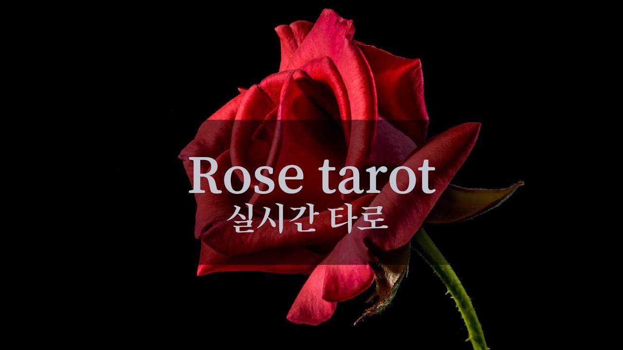 [2024년 8월 28일 수요일] 간단타로 무료/ 심층타로 유료