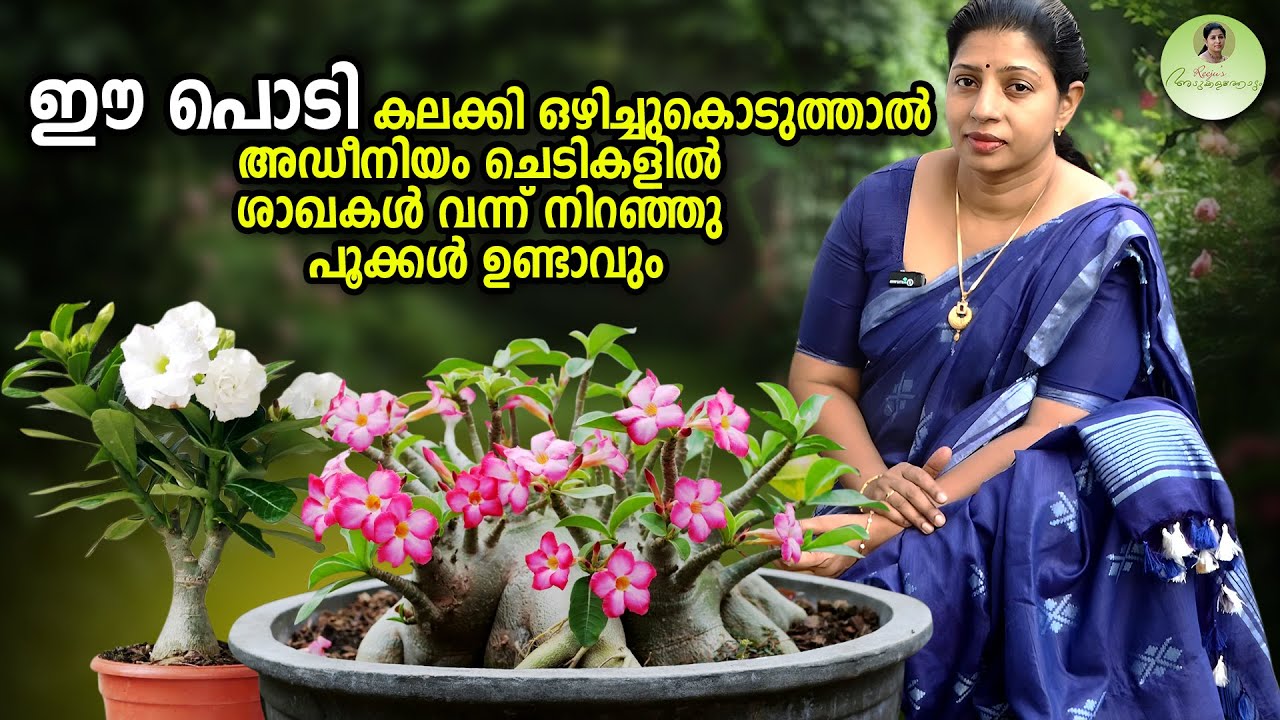 ഈ പൊടി കലക്കി ഒഴിച്ചുകൊടുത്താൽ അഡീനിയം ചെടികളിൽ ശാഖകൾ വന്ന് നിറഞ്ഞു പൂക്കൾ ഉണ്ടാവും | Adenium