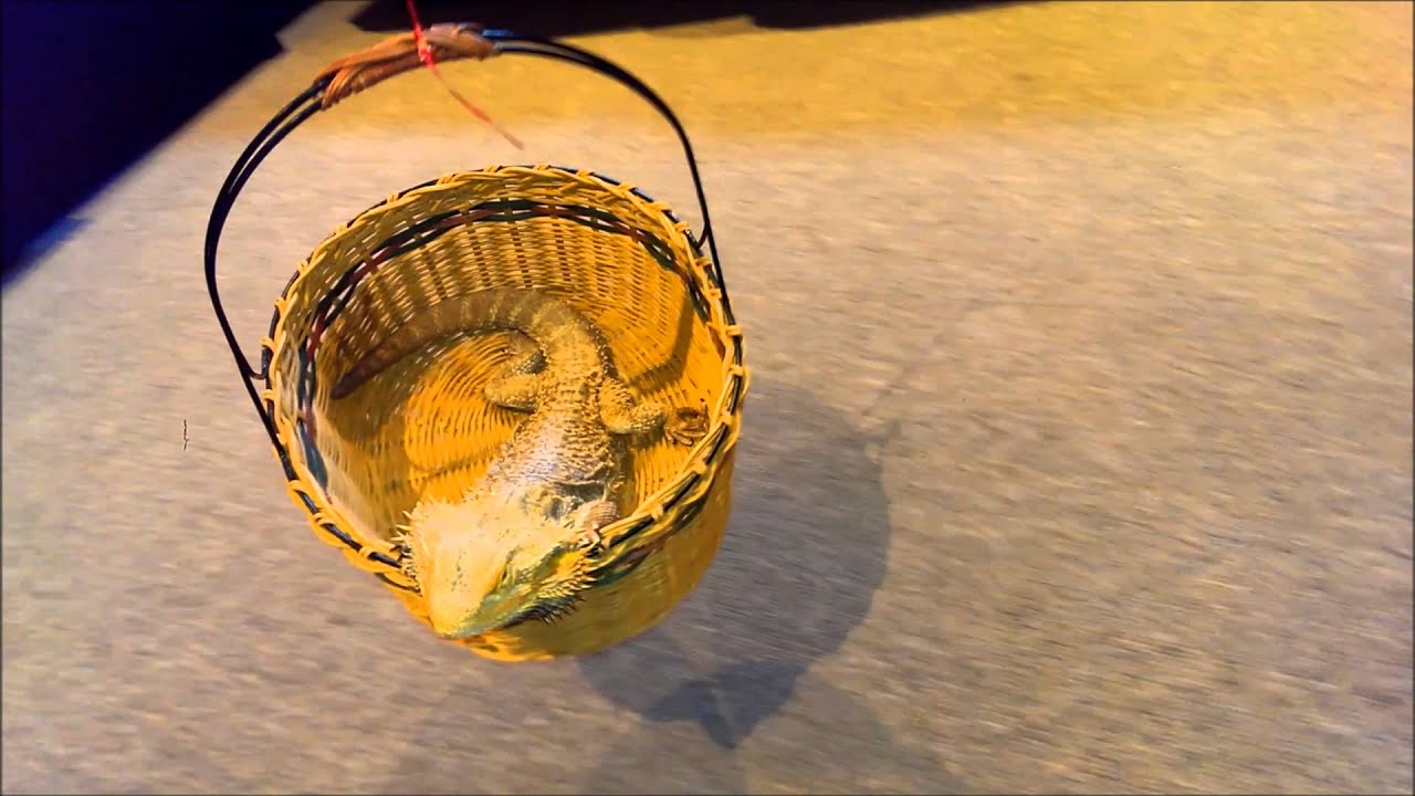 Wrecking Ball Lizards Band version