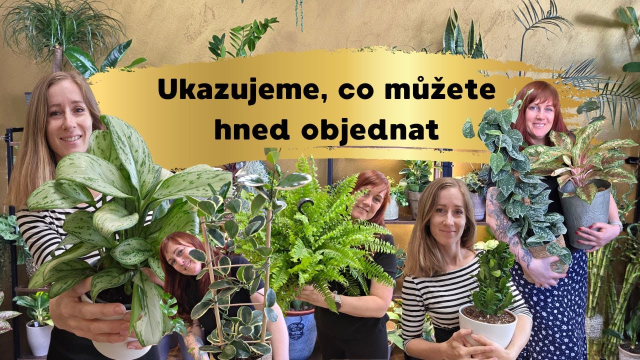 Aktuální výběr pokojových květin, které můžete mít doma