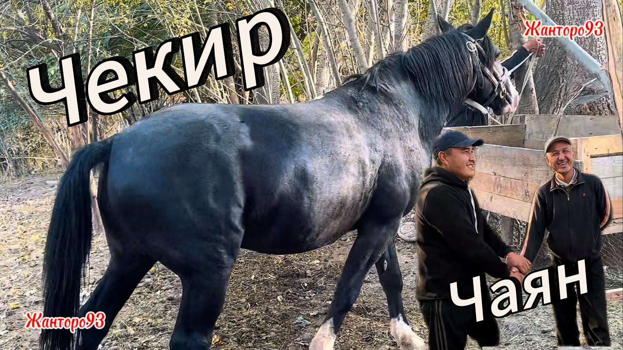 Чекир Чаяндын Соодасы +996-708-805-253 19 октября 2025 г.