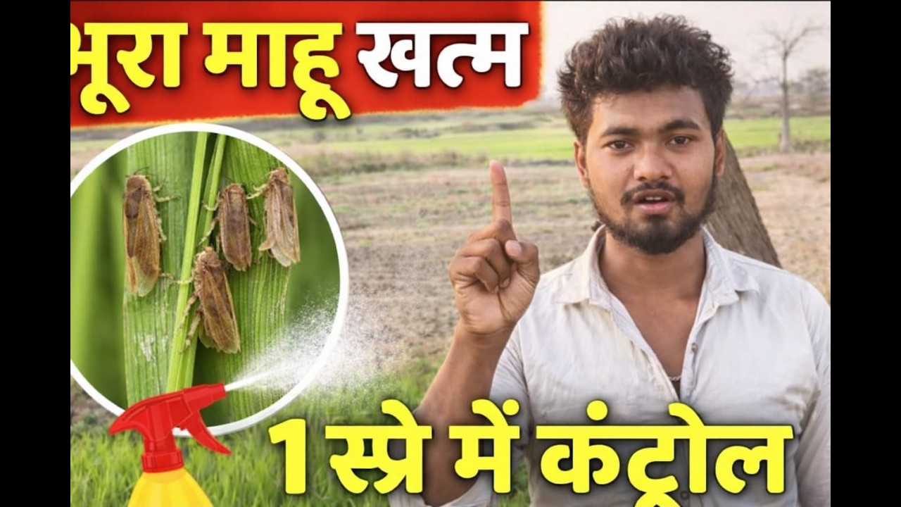 भूरा माहू खत्म करने की 2 सबसे तेज दवाइयाँ | Brown Planthopper Spray