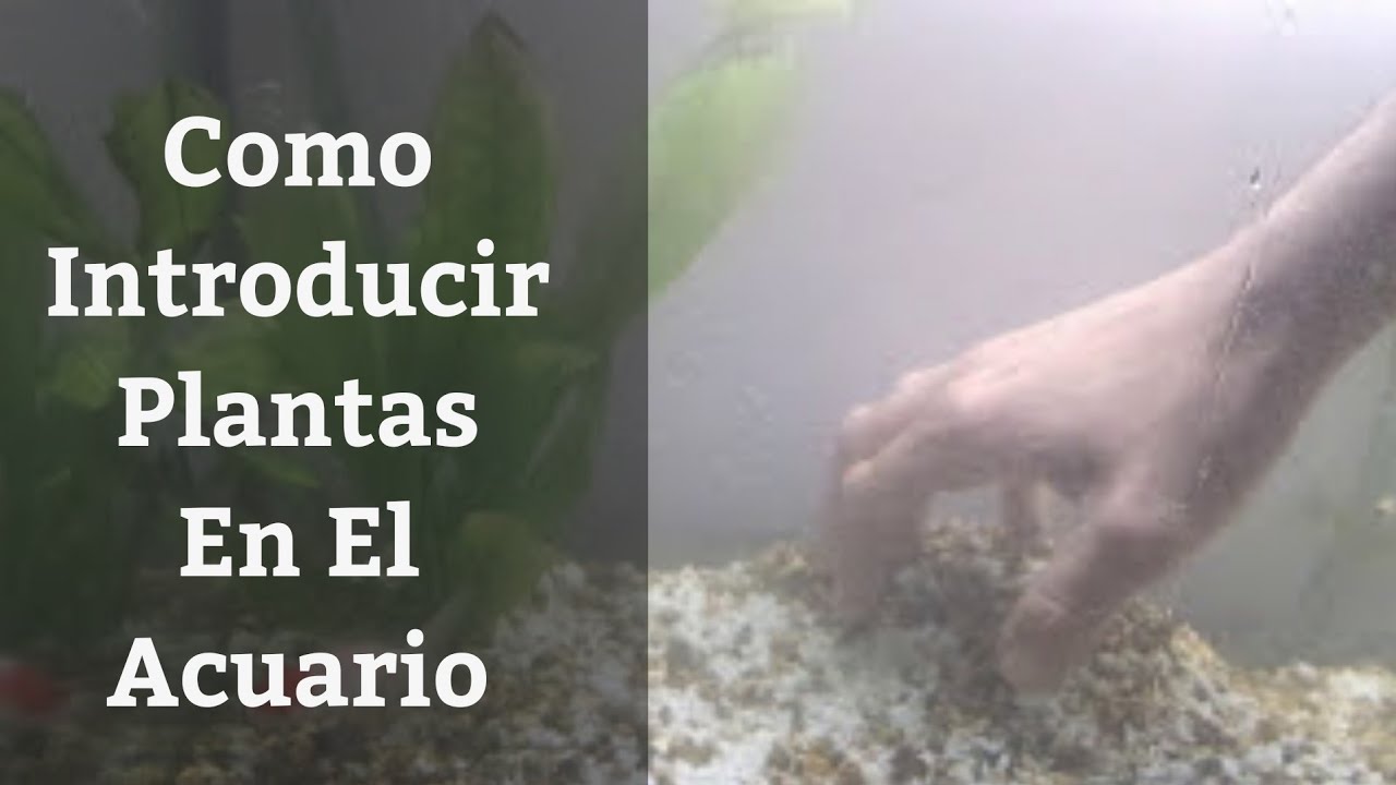 🔵 Como Plantar Un Acuario (Acuarios MB)