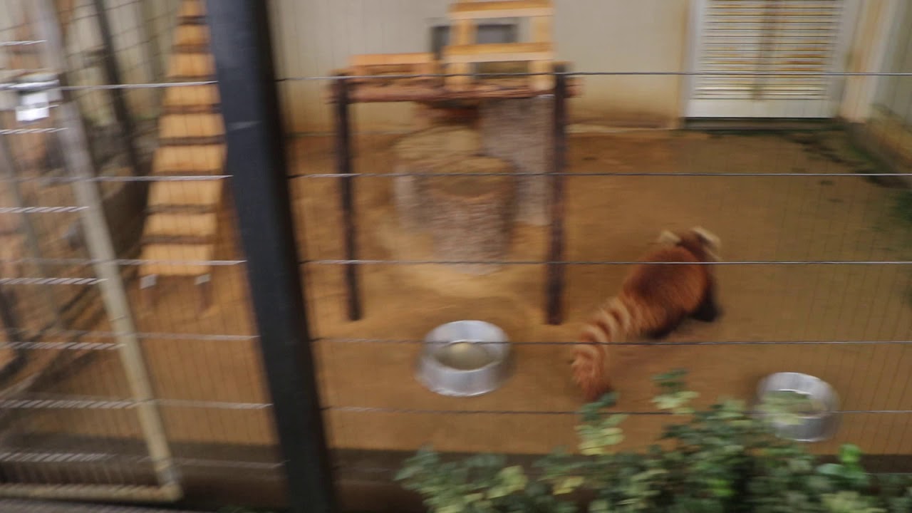 お遊びスイッチが入ってしまった双子（ニーコとレイファ）　レッサーパンダ　西山動物園