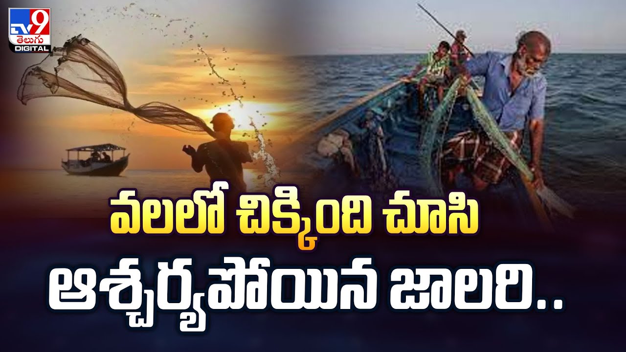 వలలో చిక్కింది చూసి ఆశ్చర్యపోయిన జాలరి.. - TV9