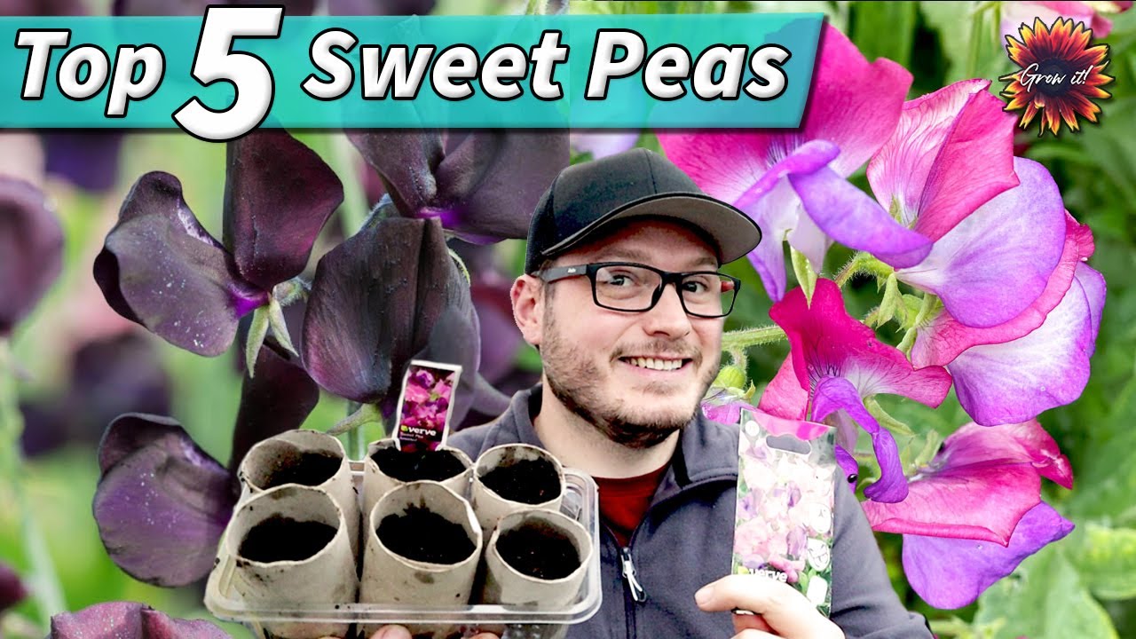 My Top 5 Sweet Pea Varieties To Sow Now! Fantastic Summer Flowers In So Many Colours #gardening