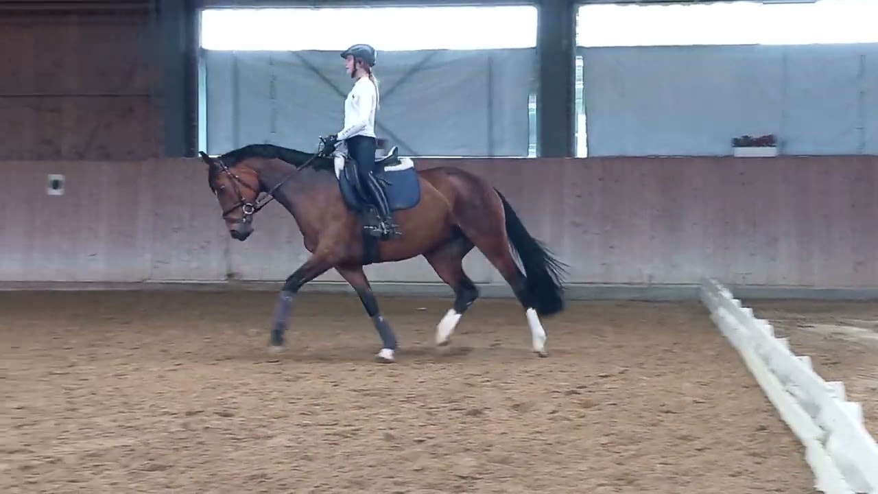 Training 6j. Stute von Escamillo x Ampere mit 12j. Mädchen. Teil 1