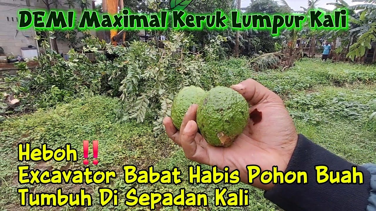 Babeh Ramli Gacor‼️ Semua Pohon Yang Menghalangi DiTumbangkan Demi Maximalkan Normalisasi