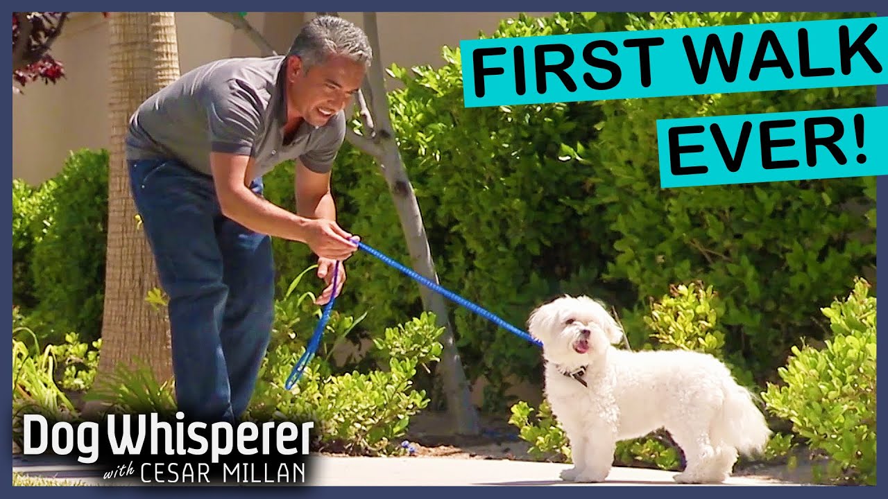 Lazy Tiny Terror Throws MAJOR Tantrums Over Walks | FULL EPISODE | Dog Whisperer With Cesar Millan