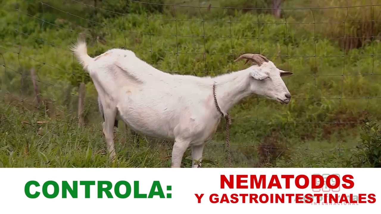 OESTRUS OVIS