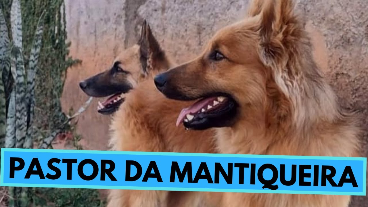 Pastor da Mantiqueira Dog Breed - Facts and Information - Mantiqueira Shepherd - Policialzinho