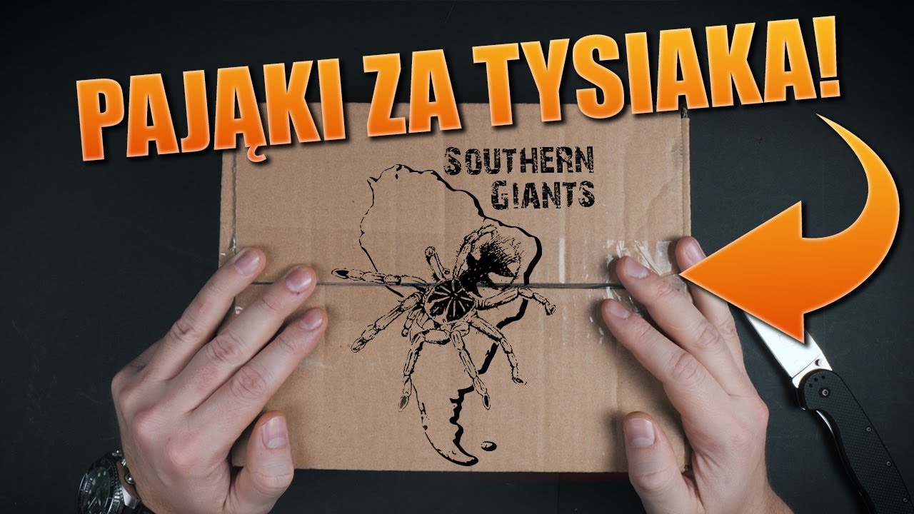 #122 Pająki za tysiaka! Southern Giants oficjalnym sponsorem kanału 🤘