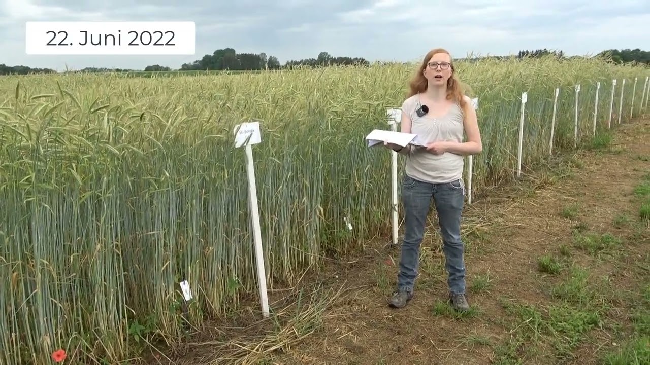 Pflanzenbau aktuell - Öko Feldtag 2022 - Wintertriticale und Winterroggen