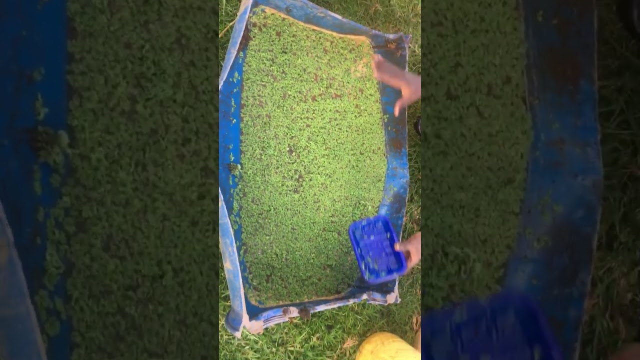 Azolla farming-Harvesting the azolla seeds