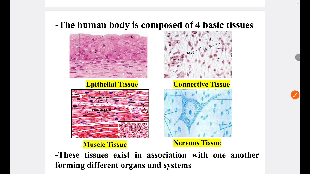Epithelial tissue histology BUC Dr Rawan salam