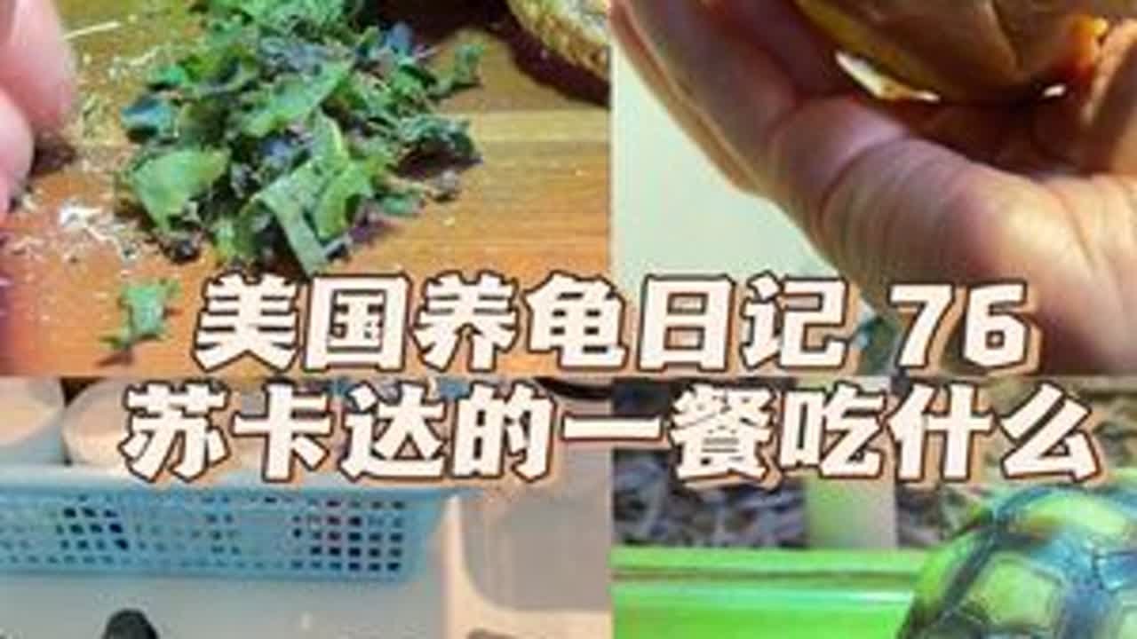 Vlog 76｜V宝龟窝添置新装扮🏠 今天依旧是吃饭超积极的小猪龟🎀 #养龟日常 #龟宠时代 #乌龟 #龟龟🐢 #萌宠出道计划