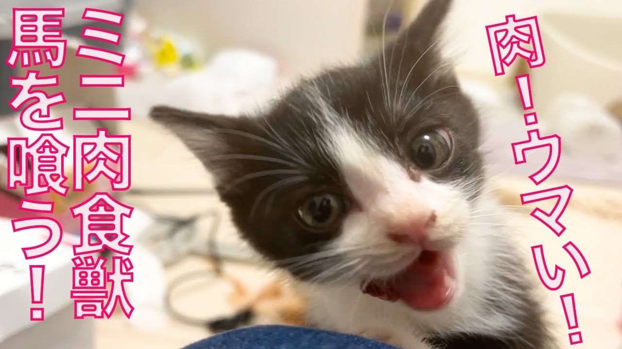 ミニミニ肉食獣、お肉のウマさに覚醒する　The small carnivorous animal