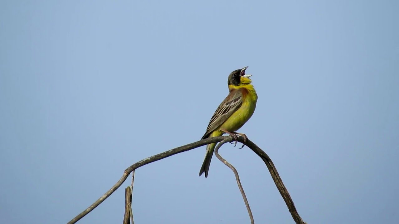 black-headed bunting