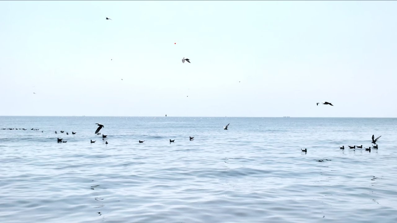 8.5 Hours Ocean Ambience with Seagulls | Calm Sea and Bird Sounds for Focus & Relaxation