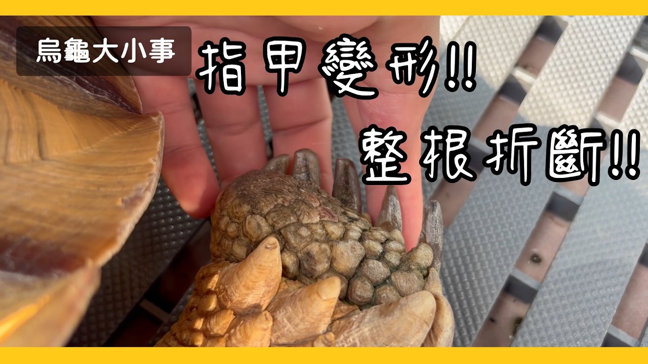指甲太長折斷小心大出血!!!【烏龜大小事】