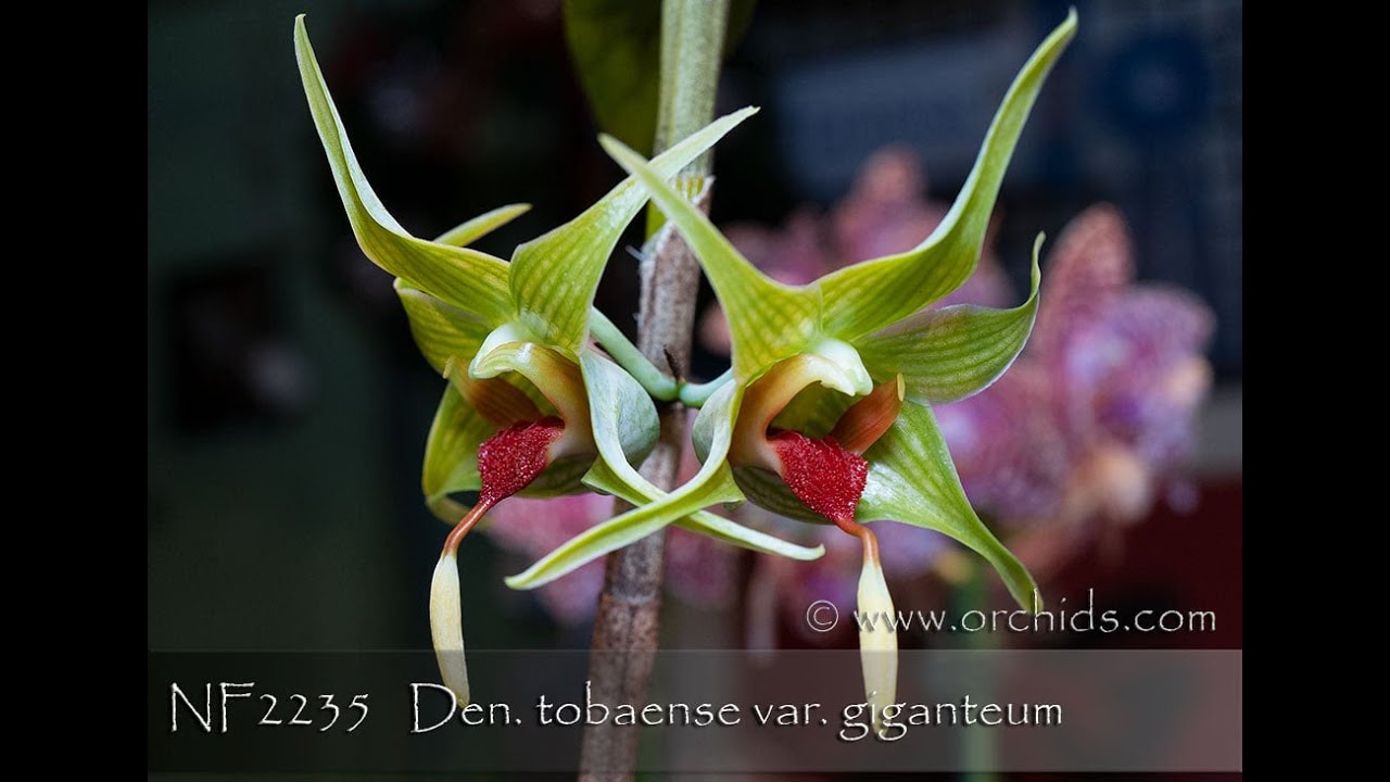 Norman Fang Live!  Episode 67 -  Dendrobium tobaense var giganteum