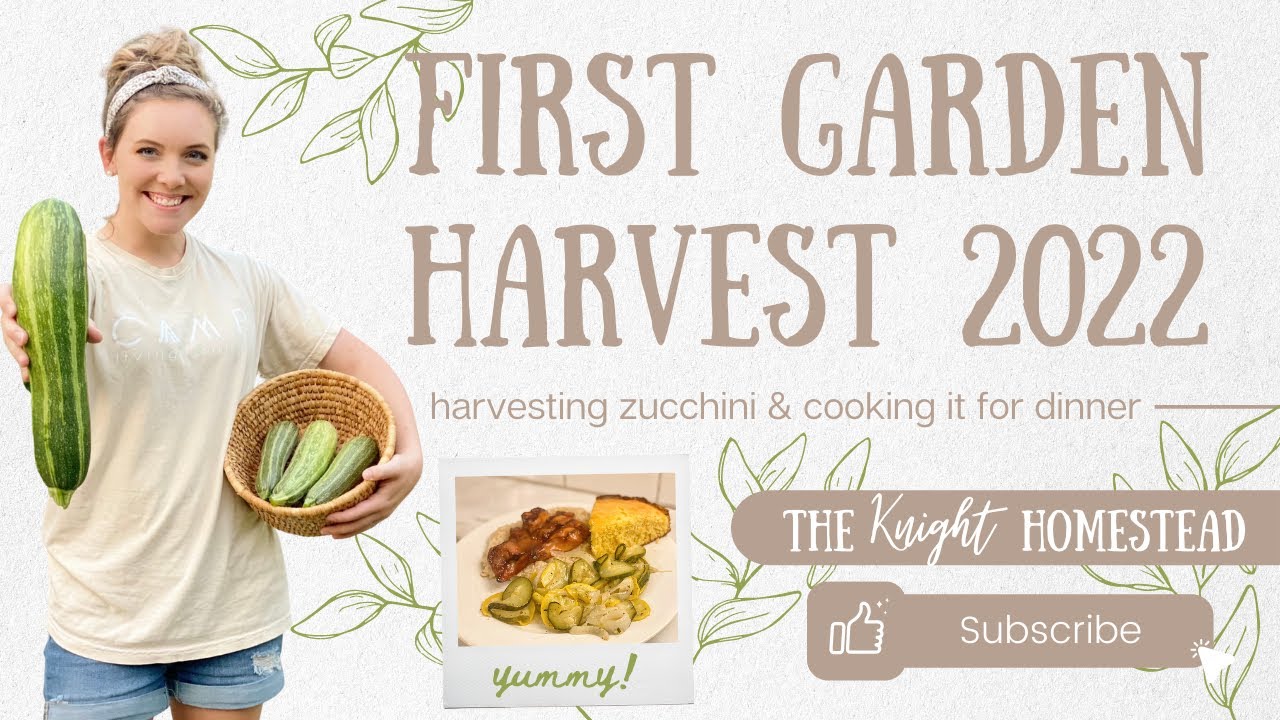 FIRST GARDEN HARVEST 2022 // harvesting cocozelle zucchini and how we cook it