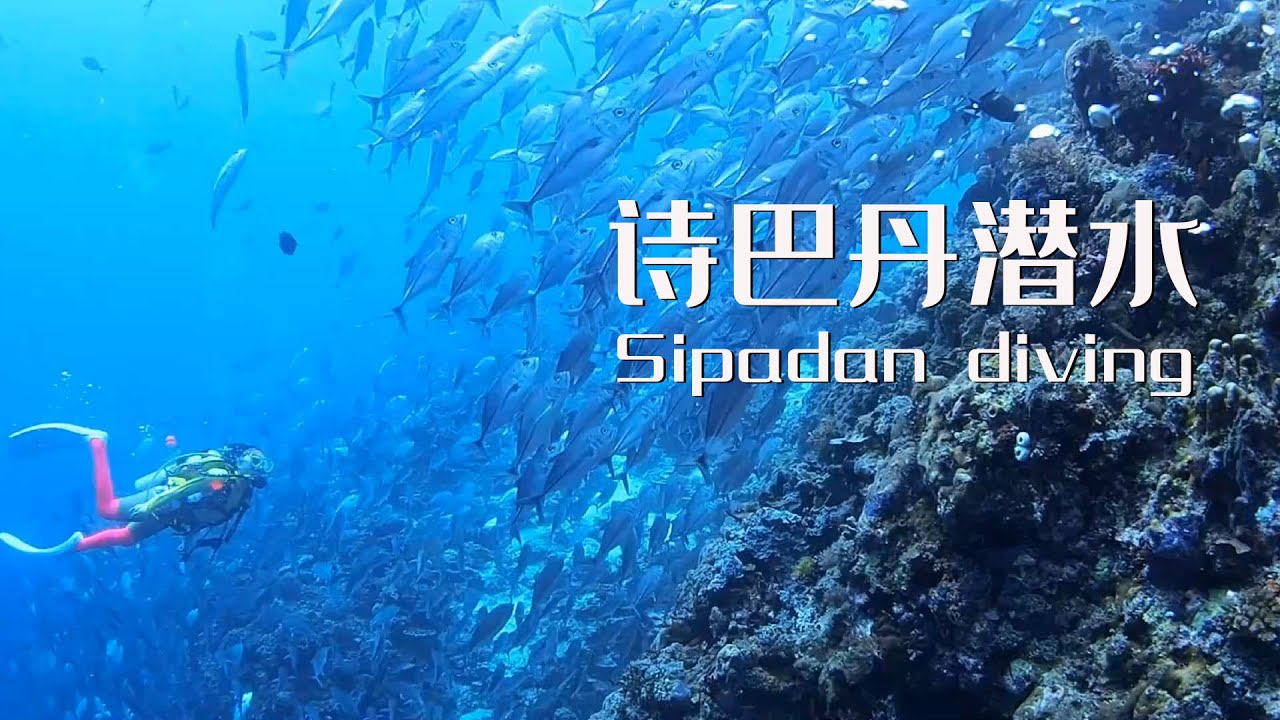 世界頂級的潛水聖地-诗巴丹潜水，The world's top diving resort - Sipadan diving