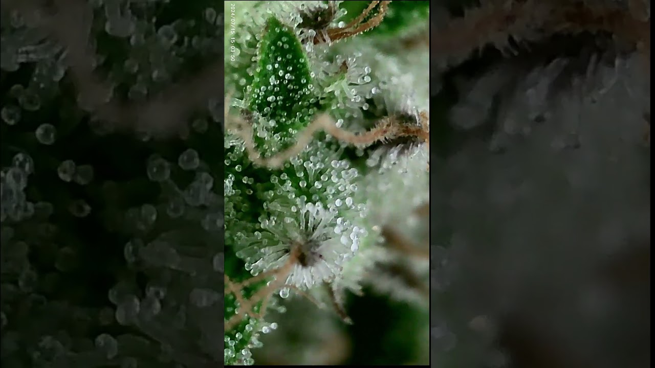 Tricomas Lechosos en Auto Kryptonite Marihuana Hidrop&oacute;nica de Pyramid Seeds | Led Mars Hydro TS 1000