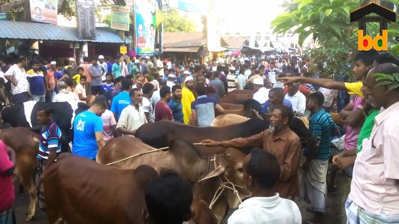 ►Largest Street Cattle Market of BD II Deshi Gorur Haat