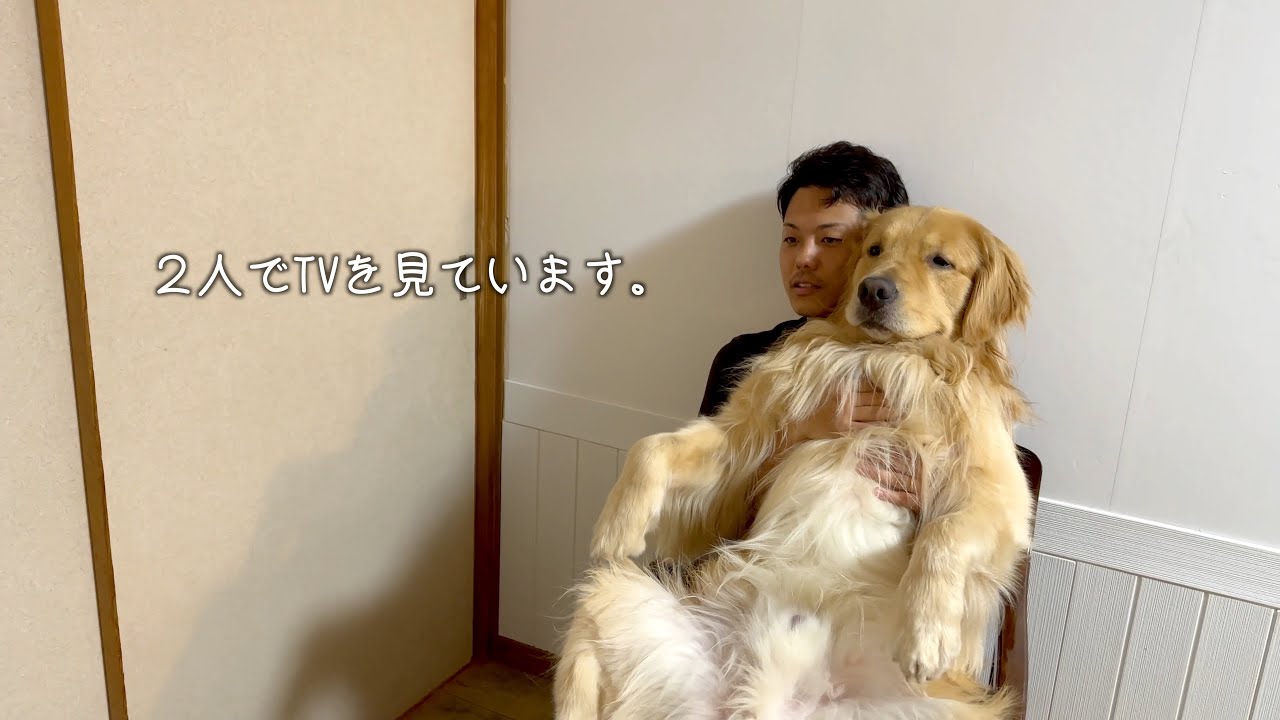 飼い主の膝の上で、完全にくつろいでるゴールデンレトリバー