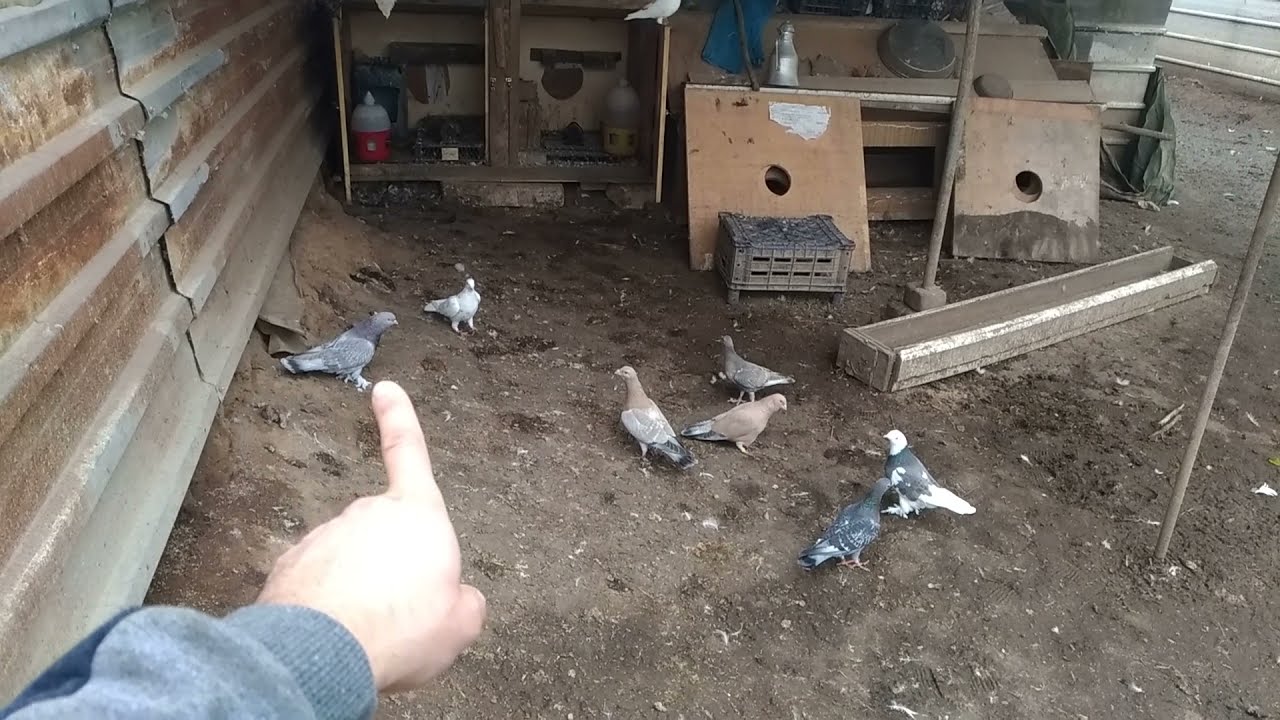 B&Uuml;T&Uuml;N G&Uuml;VERCİNLERİ DIŞARIYA &Ccedil;IKARTTIM | ATMACA OLAYI  ✔👀🦆🦢🐔🐓 #ATMACASALDIRISI #G&Uuml;VERCCİN #POSTA