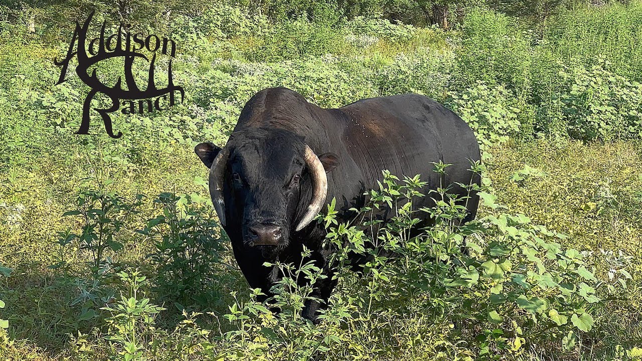 BULLHEADED MASHONA BULL