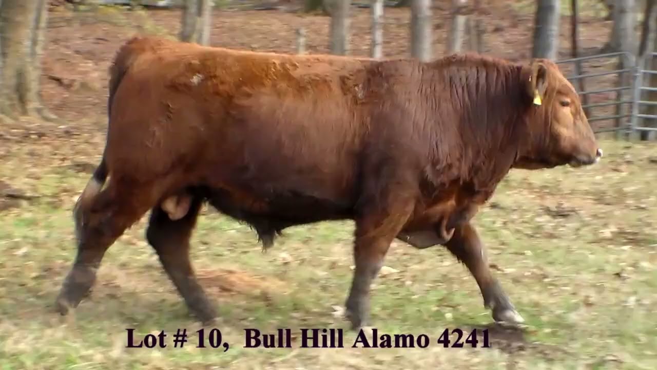 Lot 10, 4241