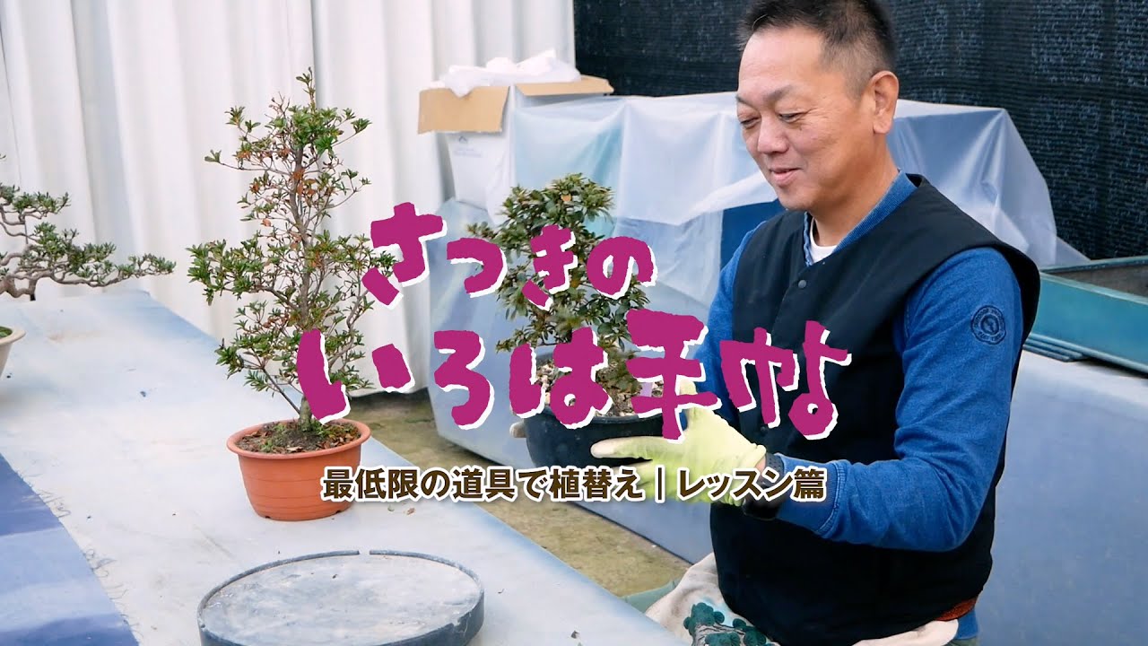 【さつき 盆栽】最低限の道具で植替え | レッスン篇【初めてのさつき盆栽】