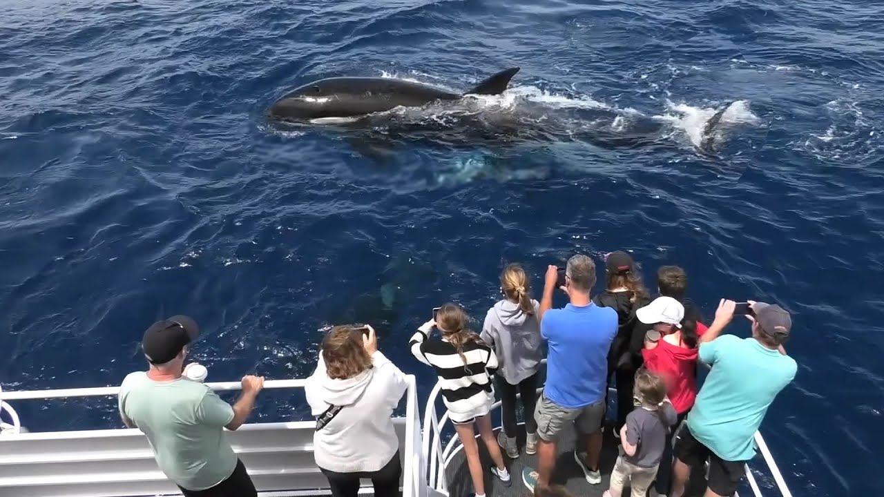 Destination WA - The Orca Experience