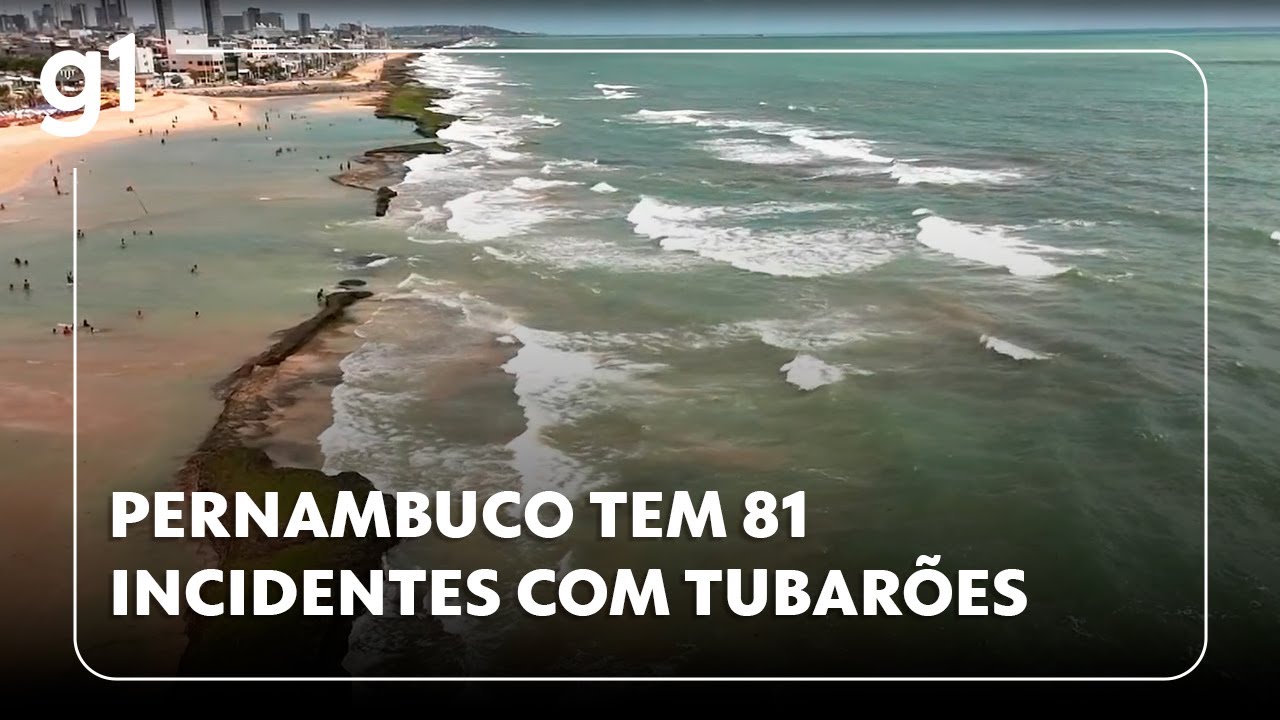 JH: Pernambuco registra 81 incidentes com tubarões; pesquisa está parada desde 2015