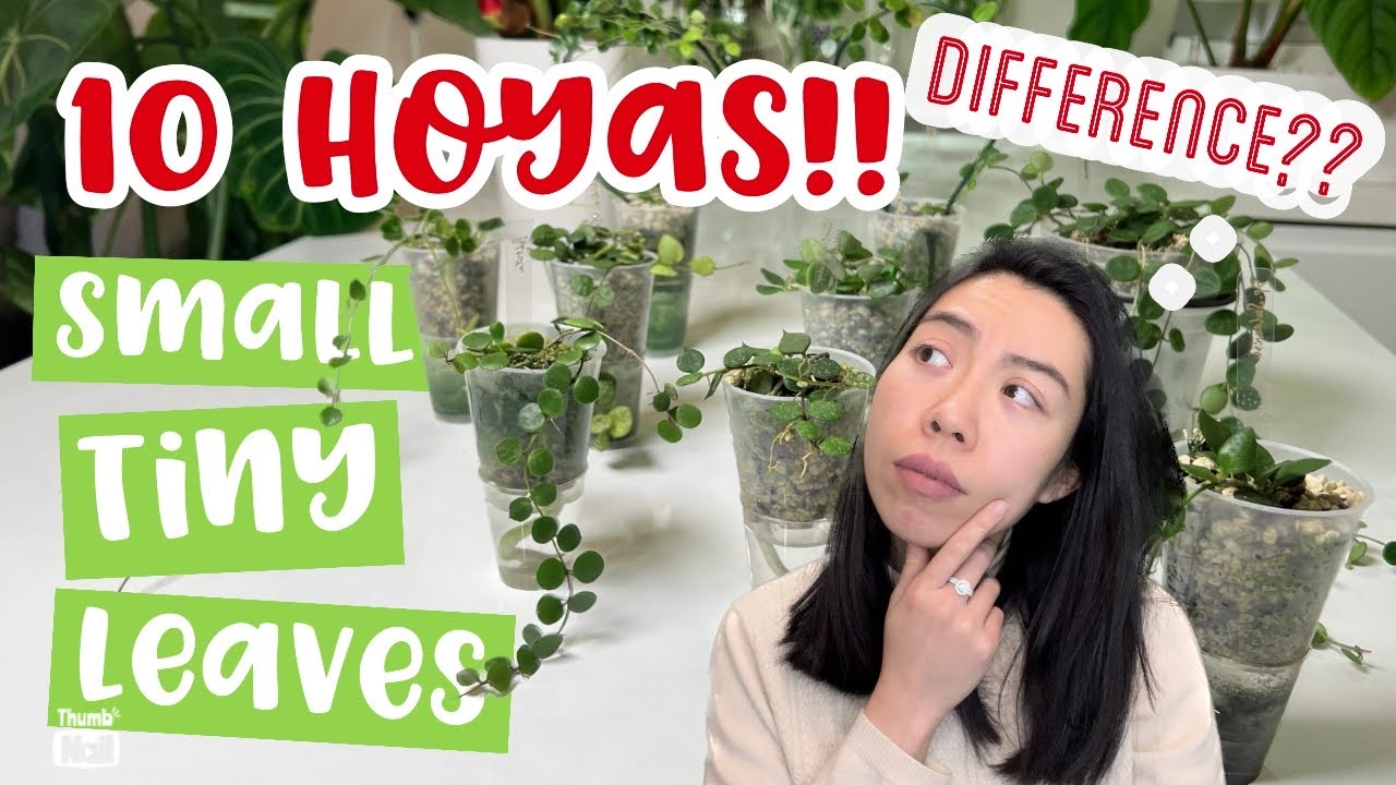 💖10 SMALL LEAF Hoya Compare | IM02 IM08 Pulleana Serpens Tengchongensis Curtisii Collariata Mamasa