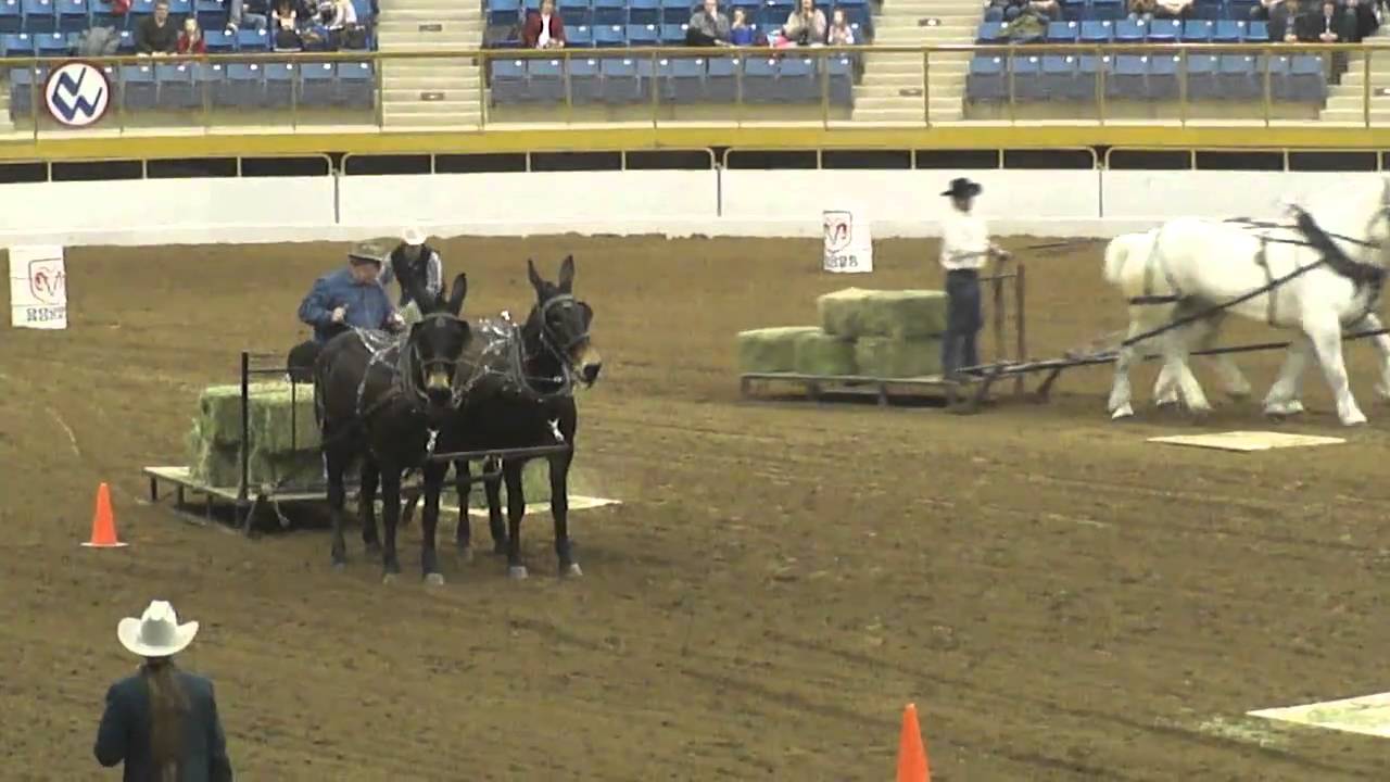 Mules vs horses