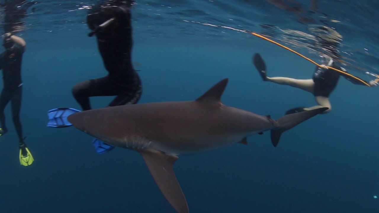 Cabo San Lucas Shark Diving with Baja shark Experience