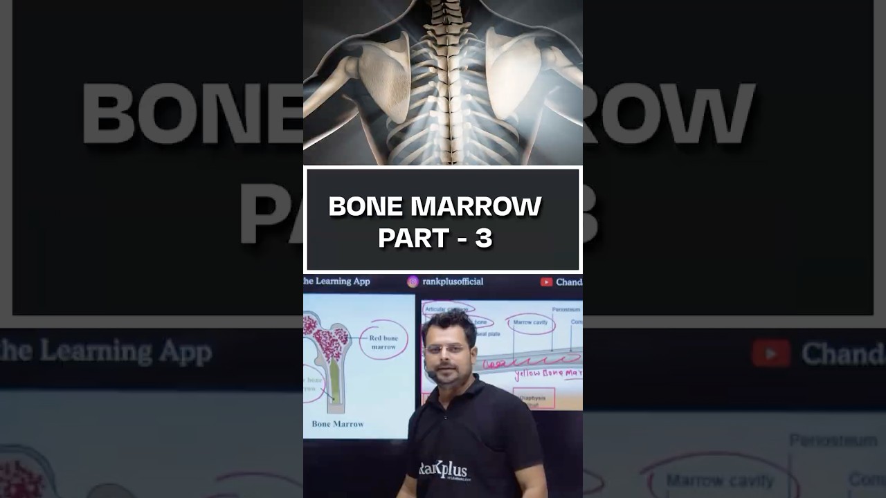 Bone Marrow part - 3  #rankplus #chandanmlt #labtechnician #labworker #labtechnicianclasses #short