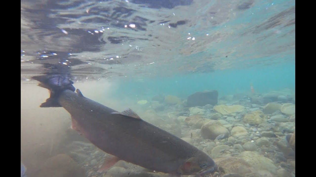 Steelhead In Home Waters