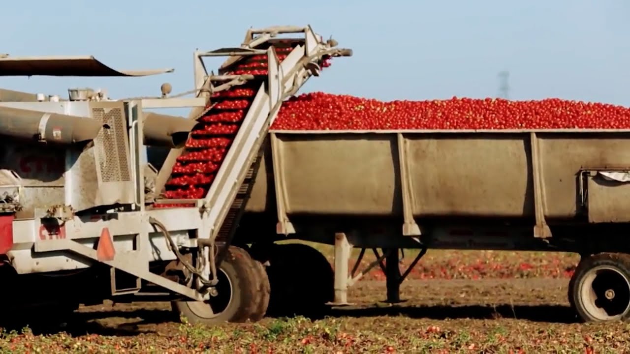 The History of Mechanized Tomato Harvesting | The Henry Ford’s Innovation Nation