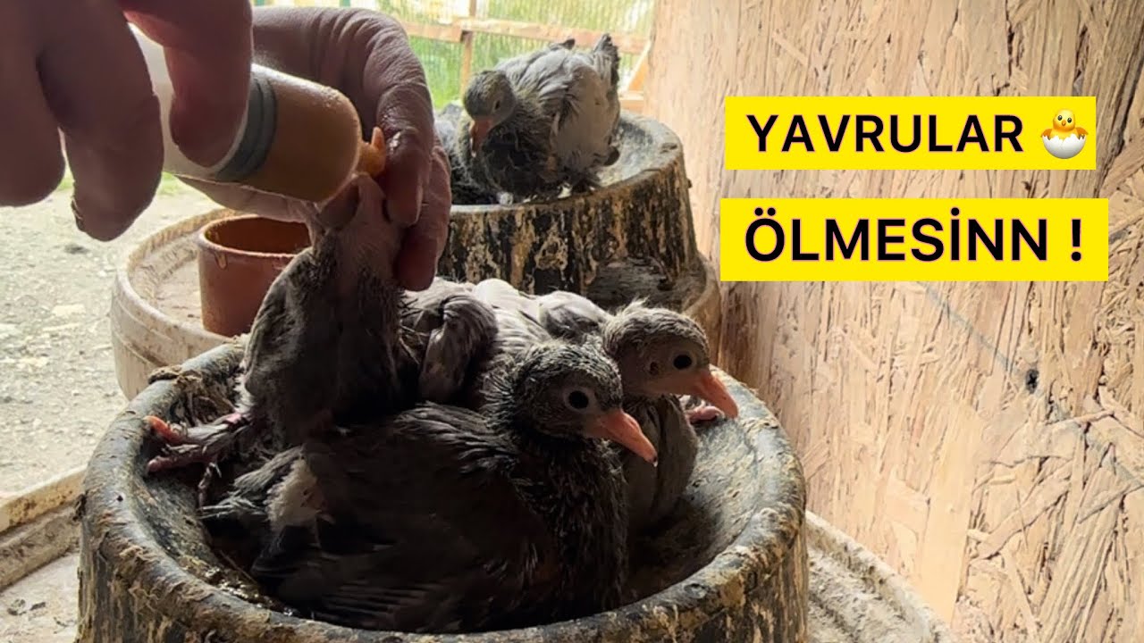 YAVRU GÜVERCİN BESLEME TAKVİYE YAVRU HAPI - Taklacı Güvercin Oyunkuşu
