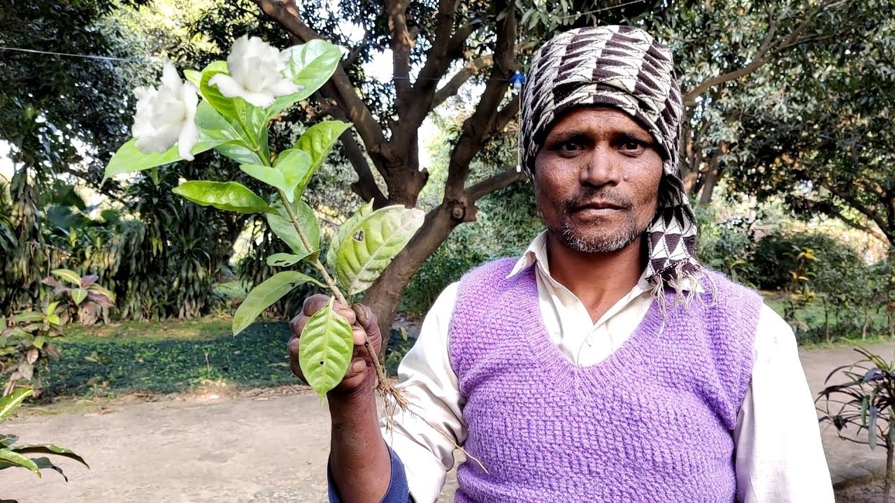 डबल चांदनी की कटिंग लगाने माली ने बताया गजब नर्सरी तरीका